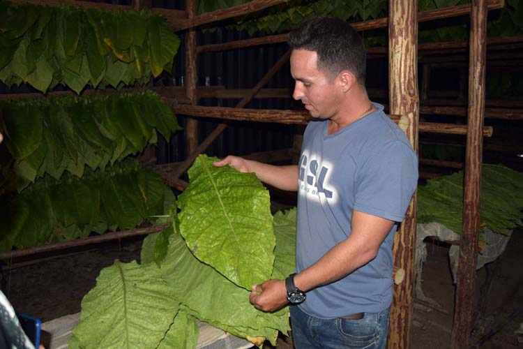 1 tobacco covered corojo san luis pinar del rio cuba 750x500 1