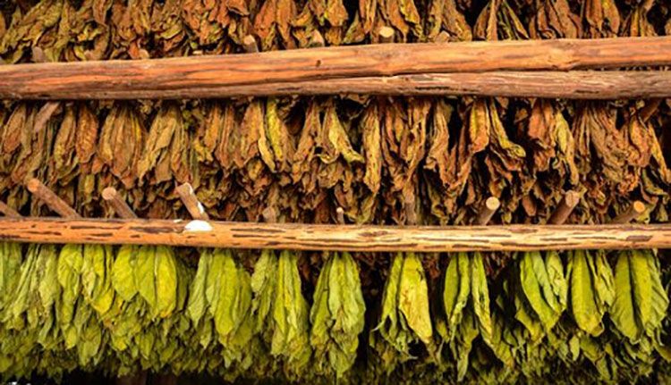 Incrementan rendimientos tabacaleros en Consolación del Sur