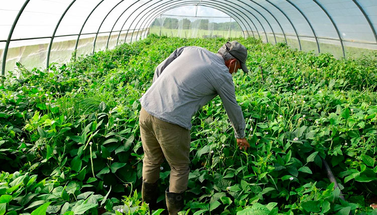 El cultivo de hortalizas en túneles para tabaco, es una de las alternativas para la producción de alimentos frescos y el aprovechamiento de los recursos de la agricultura. / Foto: Januar Valdés Barrios