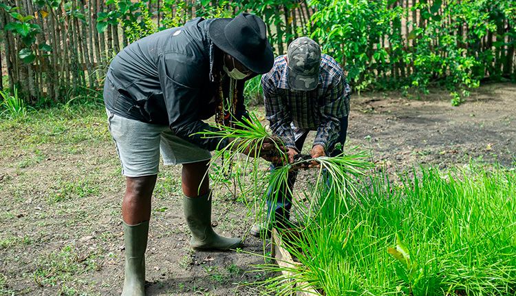 Chichimbel, un proyecto agroecológico sostenible en Pinar del Río