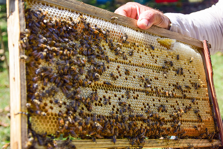 Las trashumancias y el cambio oportuno de la abeja reina son fundamentales para lograr una buena cosecha.