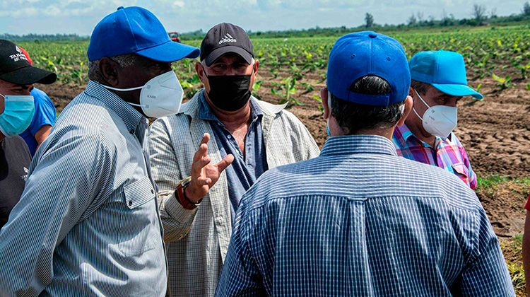 Valdés Mesa: multiplicar rendimientos agrícolas desde la planificación e integración (+Fotos)