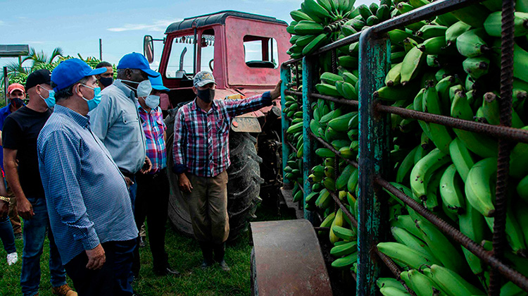 Valdés Mesa: multiplicar rendimientos agrícolas desde la planificación e integración (+Fotos)