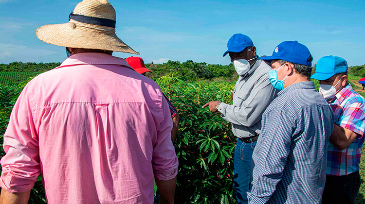 Valdés Mesa en Pinar del Río: multiplicar rendimientos agrícolas desde la planificación e integración (+Fotos)