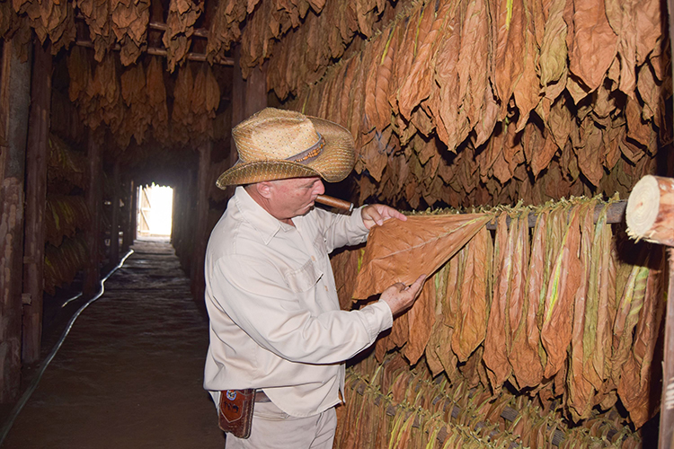 Tabaco-Pinar-del-Rio-Cuba-Guerrillero-750x500-3