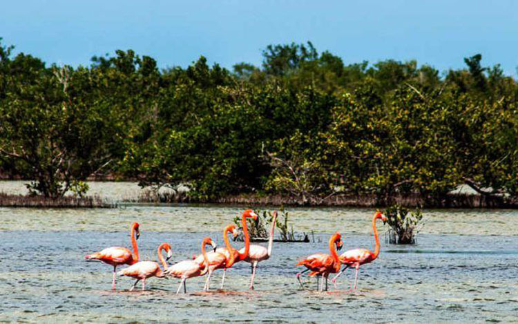 Guanahacabibes flamencos rojos pinar del rio cuba guerrillero 750x469 1