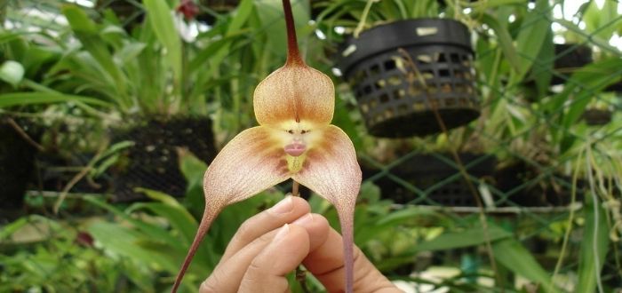 orquidea dracula china