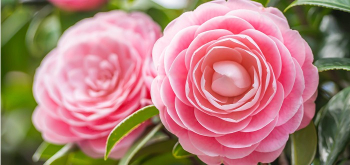 pink camellia japonica