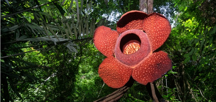 rare rafflesia arnoldii