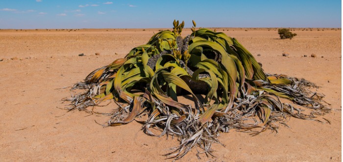 welwitschia is the national flower of namibia