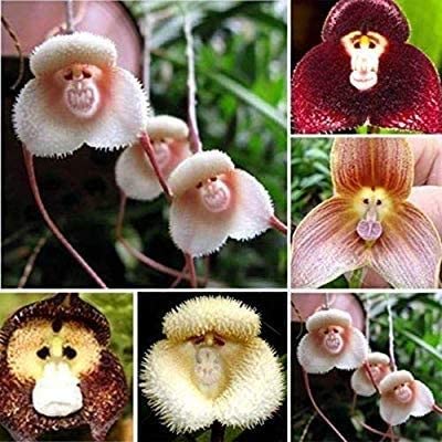 orquidea cara de mono