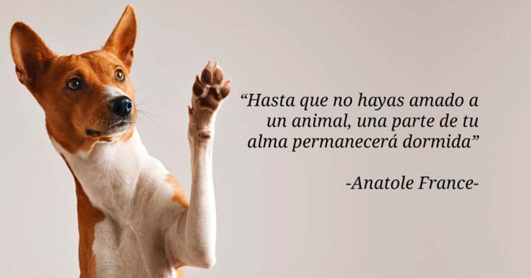 frase animales anatole france 768x402 1