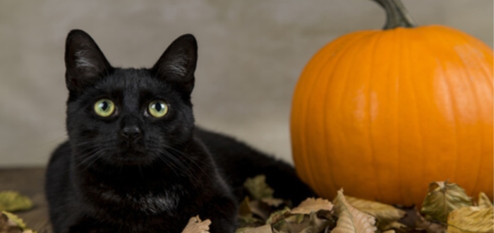 los felinos y el halloween