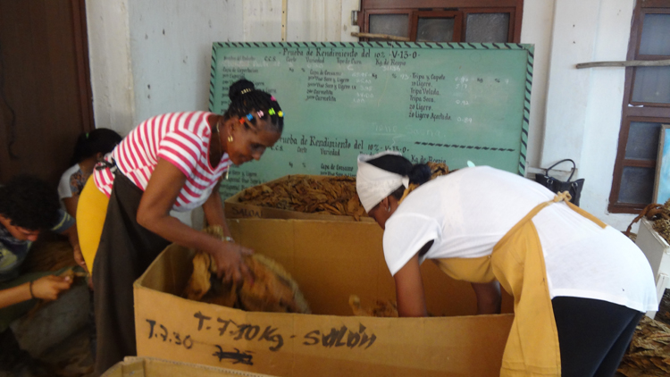 1 tabaco san luis pinar del rio guerrillero