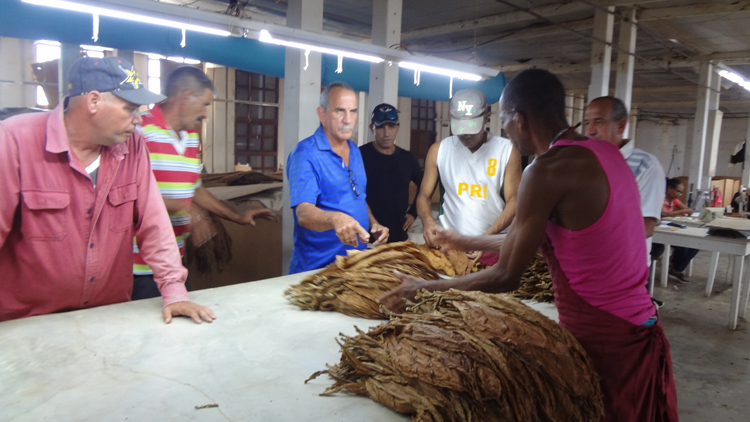 5 tabaco san luis pinar del rio guerrillero