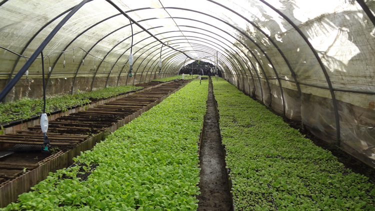 8 tabaco san luis pinar del rio guerrillero