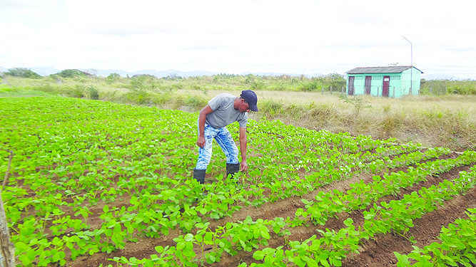 Agroindustria los Palacios 1