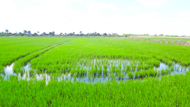 Agroindustria los Palacios