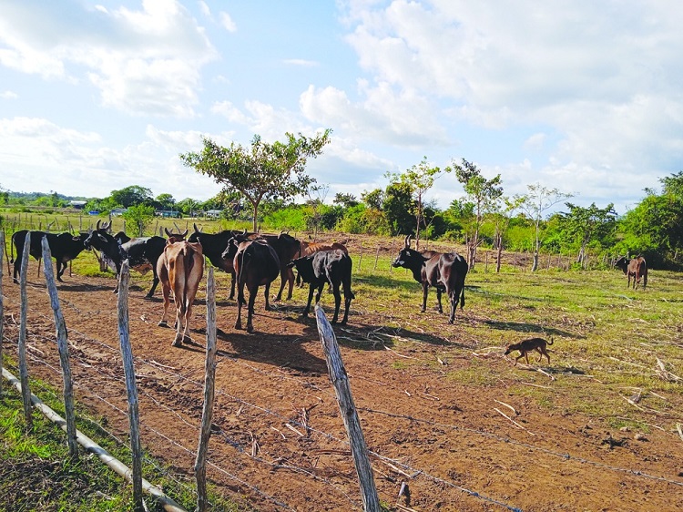 Guantanamero Los Palacios 4