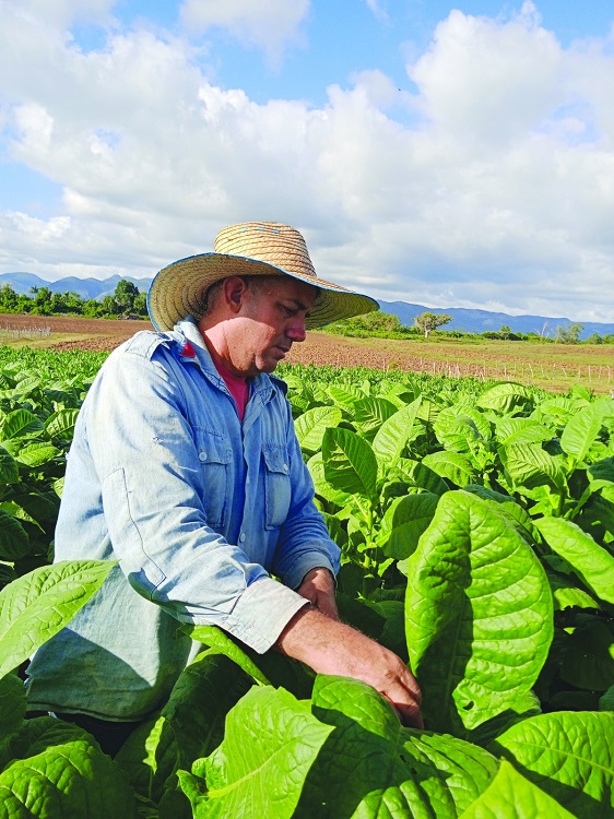 Guantanamero Los Palacios