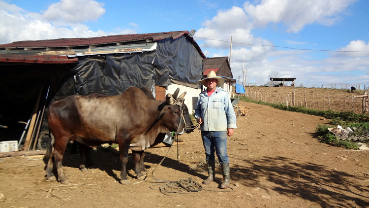 1 guajiro pura cepa guerrillro pinar del rio 750x422 1