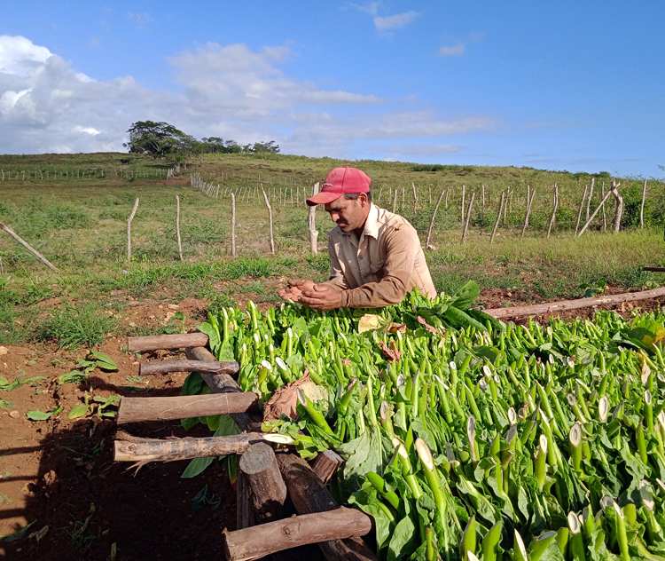 6 guajiro pura cepa guerrillro pinar del rio 750x632 1