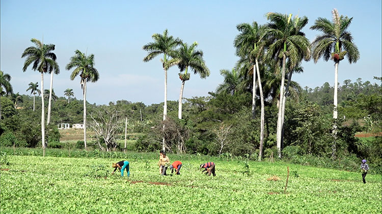 mujeres La Palma 2 pinar del rio guerrillero 750x421 1