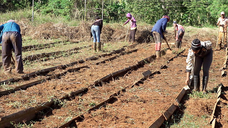 mujeres La Palma 3 pinar del rio guerrillero 750x421 1